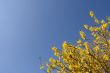 Yellow Forsythia