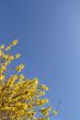 Yellow Forsythia