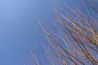 Golden branchs