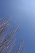 Golden branchs
