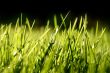 Grass blades