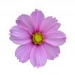 Purple flower