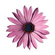 Pink osteospermum