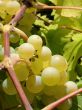 Grapes on vine