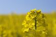 Rape flower
