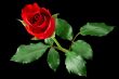 Red rose isolated on black
