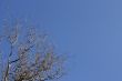 Sinuous tree