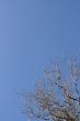 Sinuous tree