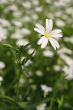 Stellaria holostea