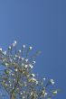 Shrub with white flowers