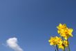 Yellow jonquils