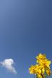 Yellow jonquils