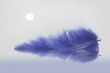 Blue feather`s moonlight