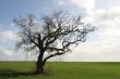 Gnarly old tree