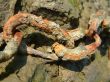 Rusty chain