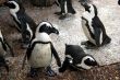 Penguins