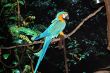 Macaw Parrot