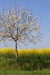 Absolutely spring