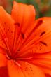 orange lily
