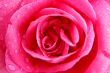 pink rose macro