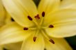 white lily macro