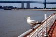 Seagull on a railing