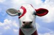 White and red Cow