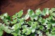 Aquatic Plants