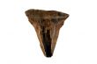 Fossil Shark Tooth