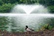 Mallard in front of fountain