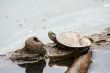 Painter Turtle on a log