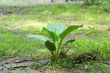 Swamp plant