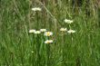 Daisies