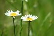 Daisy with fly