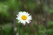 Daisy with bug
