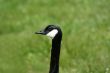 Canadian Goose