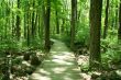 Bridge in woods