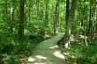 Bridge in woods