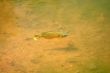 Sunfish