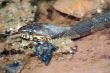 Northern Water Snake
