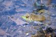 Frog in water