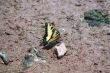 Yellow Butterfly