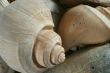 Seashells