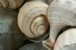 Seashells