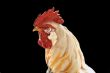 Ornamental Rooster