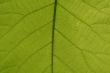 Leaf Veins