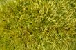 Green Moss