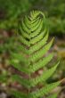 Fern leaf