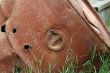 Rusty 50 gallon Drum
