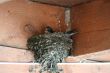 Barnswallow nest